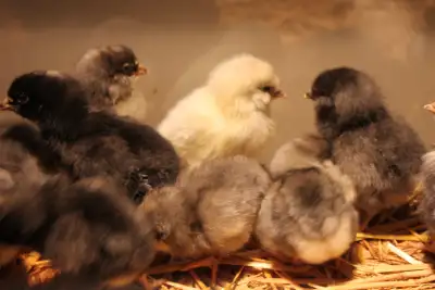 Chicks, 2 days old, hatched mostly from blue / green eggs, View more