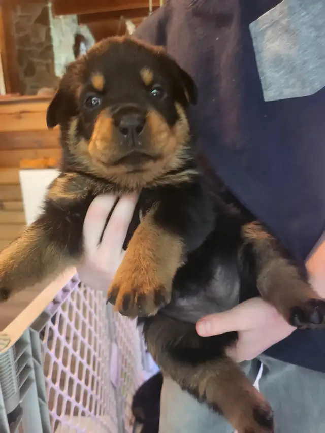 Purebred German Rottweiller puppies in Dogs & Puppies for Rehoming in Oshawa / Durham Region - Image 6