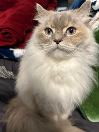 Loyal, Himalayan white and dark brown Persian cat