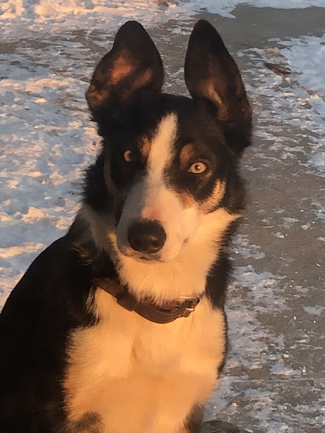 Registered Female Border Collie Dogs & Puppies for Rehoming Napanee