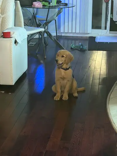 Golden Retriever Puppy, View more