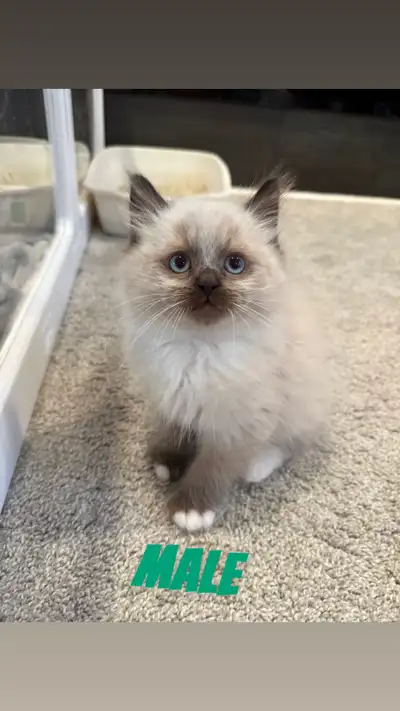 Purebred Ragdoll Kittens, View more