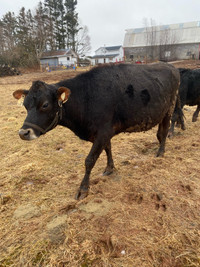 Bred Jersey Cow 3yo