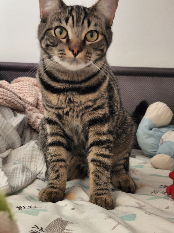 Chat Chats Et Chatons A Adopter Ville De Quebec Kijiji