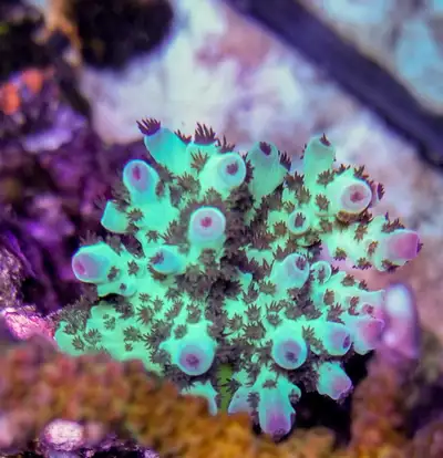 Major Lazer Acropora coral saltwater, View more