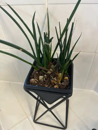 Healthy Cactus Plant in stand, View more