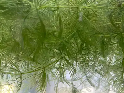 Hornwort for sale, View more
