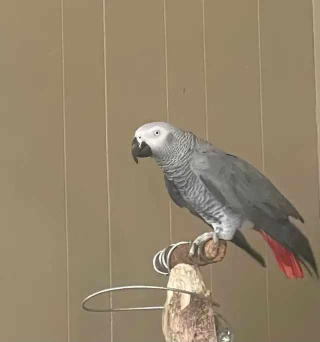 Beautiful African Gray Parrot in Birds for Rehoming in Saskatoon - Image 2