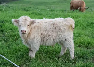 White Highland Bull Calf, View more