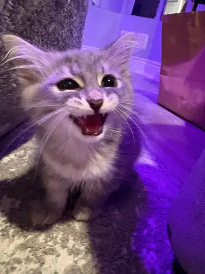 cute kitten, View more