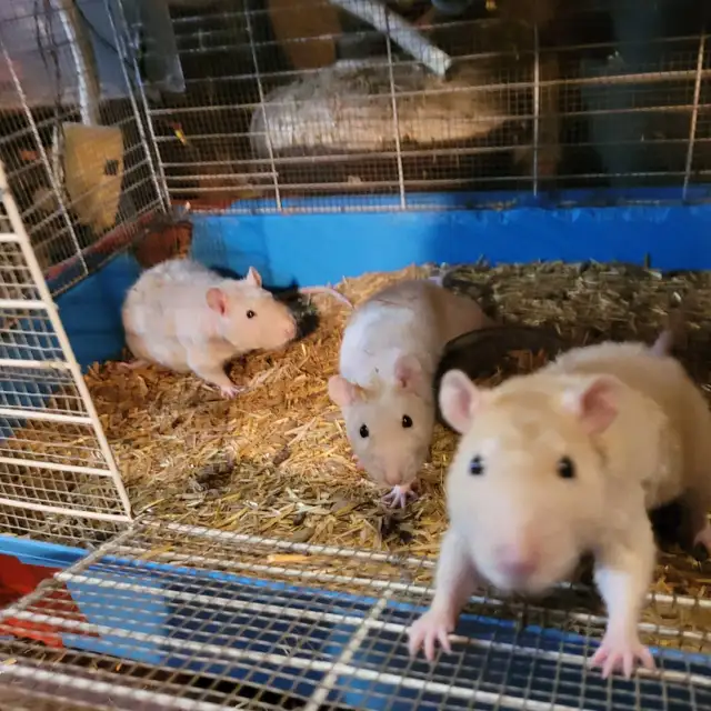 feeder rats for sale, Reduced Prices!! in Reptiles & Amphibians for Rehoming in Stratford - Image 3