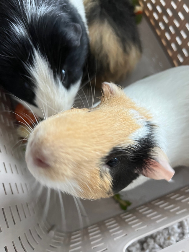 2 Young Male Guinea Pigs $30 for two in Other Pets for Rehoming in Calgary - Image 2