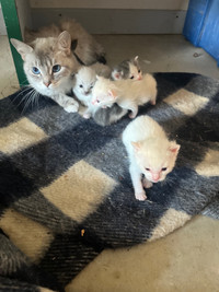 Purebread Ragdoll kittens 