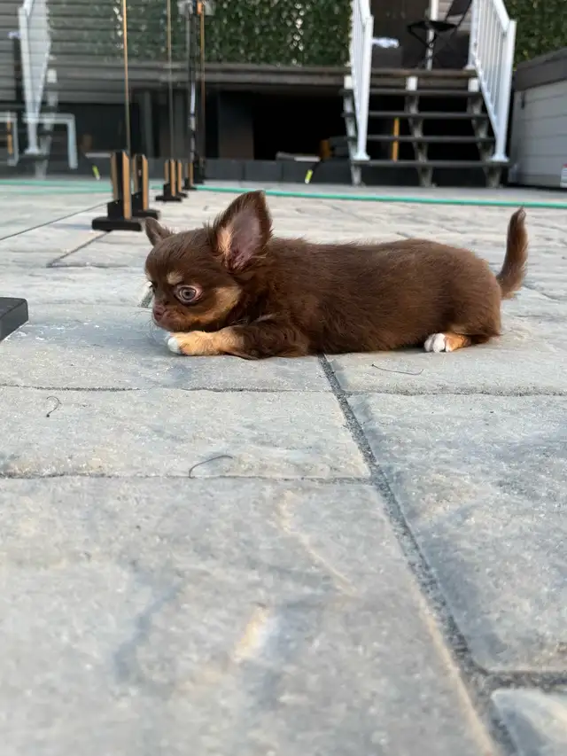 magnifique petit   chihuahua poil long enr. Ckc in Dogs & Puppies for Rehoming in City of Montréal - Image 5