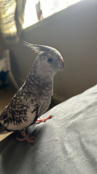 Female cockatiel 