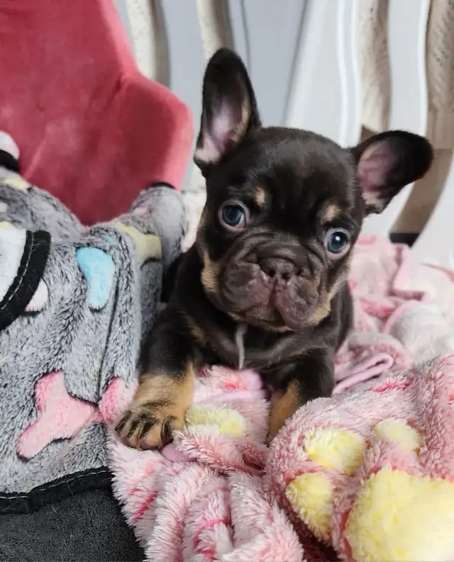 Pawdorabulls French Bulldogs - coming July 6 and July 9!!!! in Dogs & Puppies for Rehoming in Ottawa - Image 10