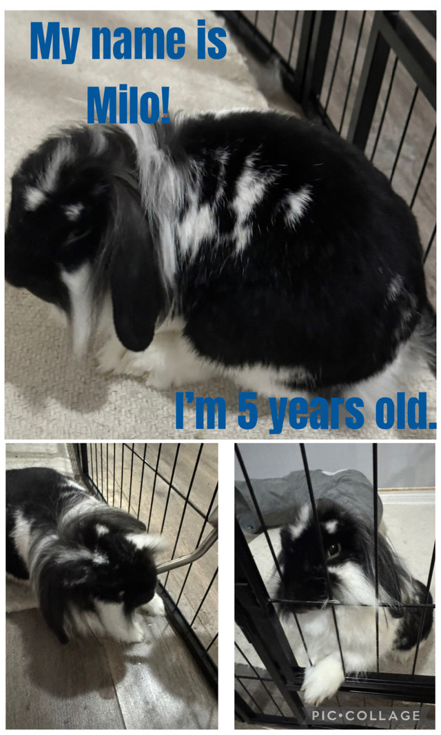 5 year old Bunny in Small Animals for Rehoming in Markham / York Region