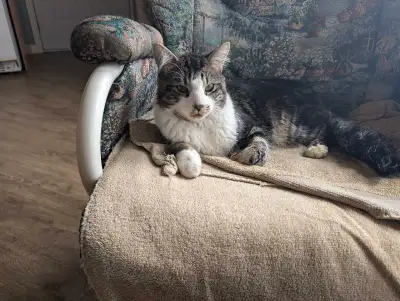 Jolie chat mâle Affectueux et aime jouer! À tous ces vaccins de bases et est castré! ***Urgent, car...