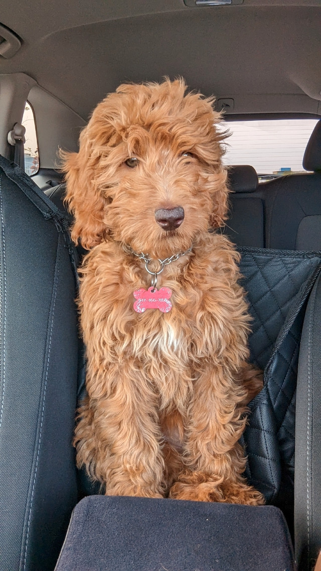 Mini goldendoodle Dogs & Puppies for Rehoming City of Toronto Kijiji