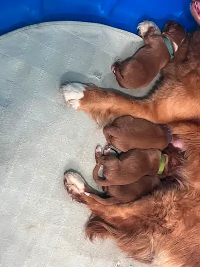 CKC regd Duck Toller Puppies!, View more