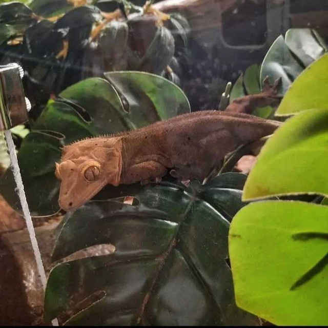 Mâle  gecko crêtes  dans Reptiles et amphibiens à adopter  à Ville de Montréal