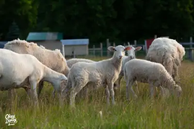 Katahdin ewe lambs, View more