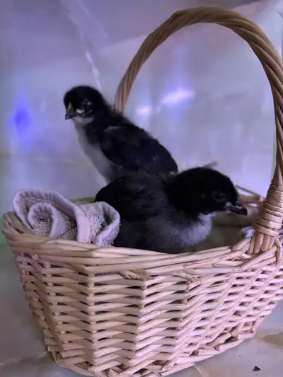 French Black Copper Maran Chicks , View more