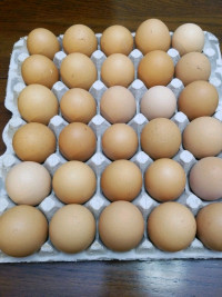 Free range chicken eggs 