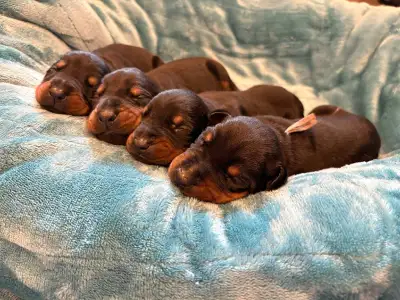 ***My ad is always updated with what puppies are left available*** Please read full ad before messag...