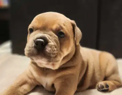 Olde English Bulldogge puppies 1 female 1 male Tails docked, they all come vet checked, dewormed, an...