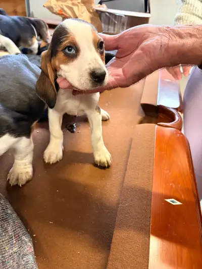 beagle puppies, View more