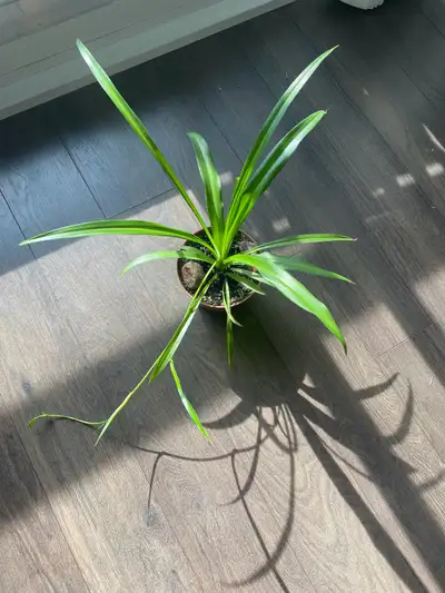 healthy spider plant, View more