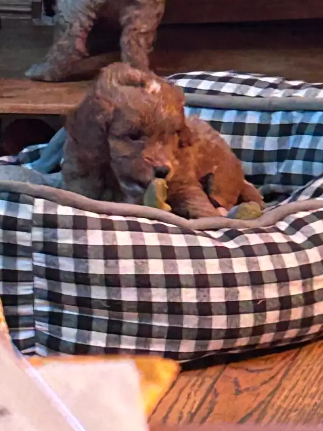 Beautiful Cavapoo Puppies in Dogs & Puppies for Rehoming in Markham / York Region - Image 13