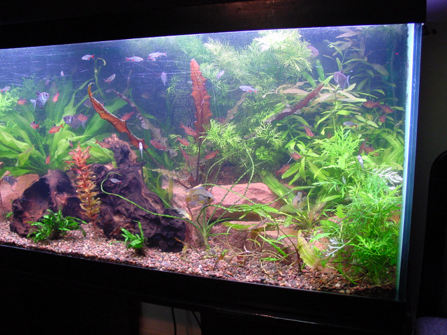 Aquarium Filters and Parts in Other in Ottawa