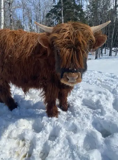 I am offering a one-year-old breeding bull, perfect for expanding your herd with strong genetics. Th...