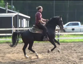 Dutch warmbloods for dressage or jumping | Horses & Ponies for Rehoming ...