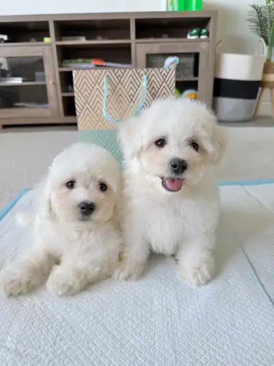 ⭐️ Cutest Bichon Puppies ⭐️, View more