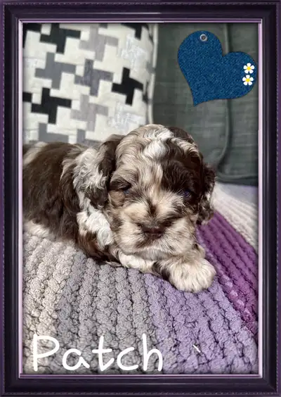 magnifiques chiots cockapoo ( caniche x cocker ), View more