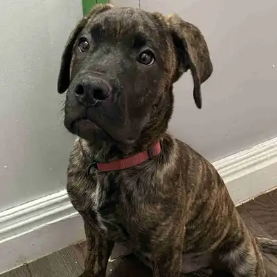 Harley needs a family , View more