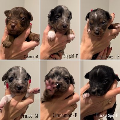 Border Collie × Mini Australian Shepherd Puppies – Ready Dec 16, View more