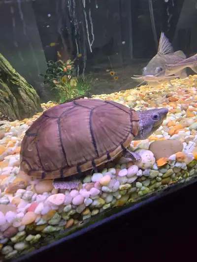 Female razor back musk turtle, View more