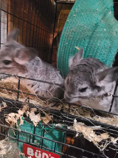 Chinchillas for sale , View more