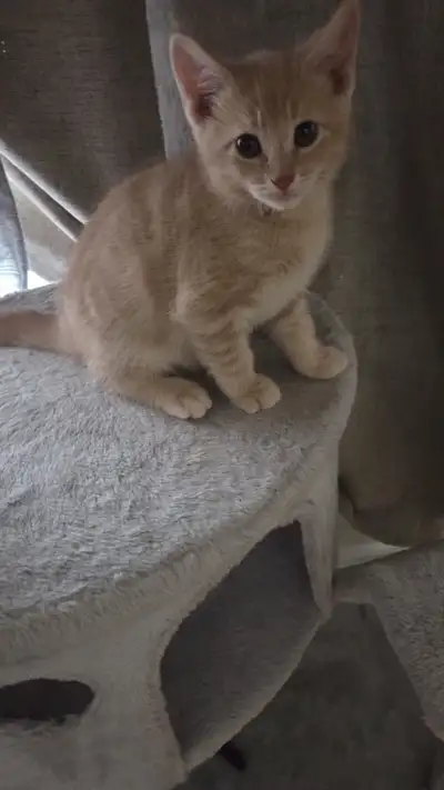 Adorable kittens looking for their new home , View more