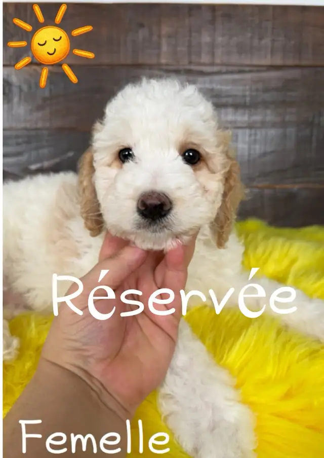 magnifiques chiots cockapoo f1 B hypoallergène prêts a quitter | Dogs ...