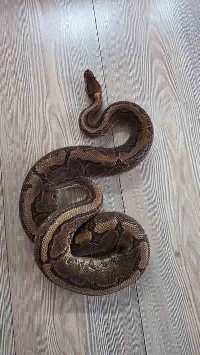 Female Black pastel enchi pinstripe asphalt pick up only please