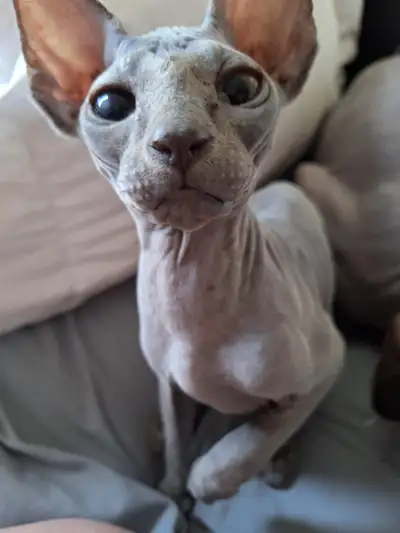 Chaton sphynx bleu et chat sphynx brown point, View more