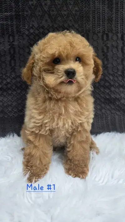 Teddy Bear Maltipoo Puppies., View more