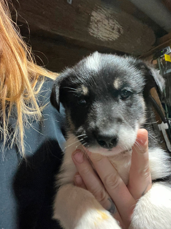 Husky Shepard Puppies in Dogs & Puppies for Rehoming in Cornwall