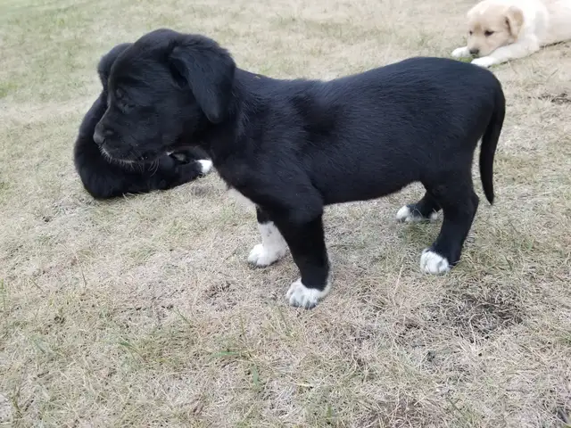 Lovely Golden Labrador Retriever Puppies in Dogs & Puppies for Rehoming in Winnipeg - Image 7