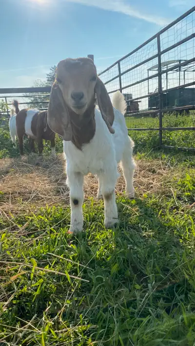 Boer Buckling For Sale, View more